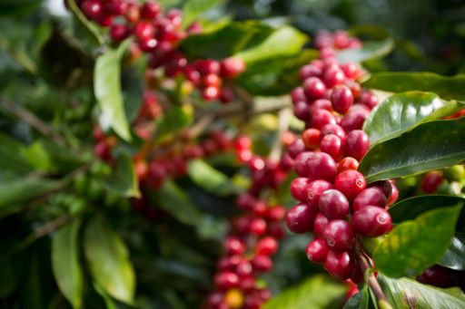 Aquiares Estate F1 Centroamericano