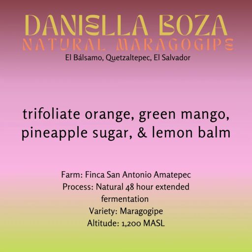 Daniella Boza, Natural Maragogipe Extended Fermentation
