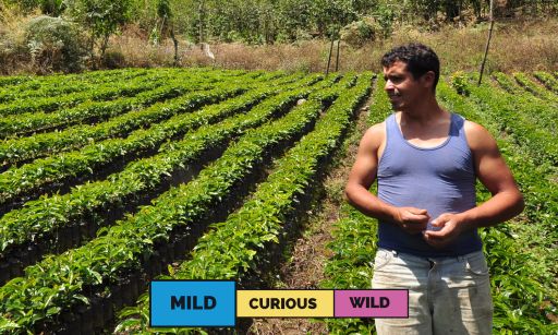 Honduras | Javier Fernandez | Catuai | Washed