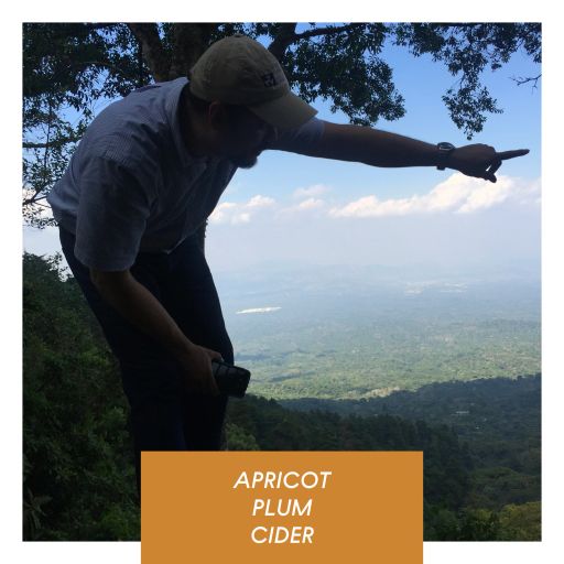 Las Brumas Washed Pacamara