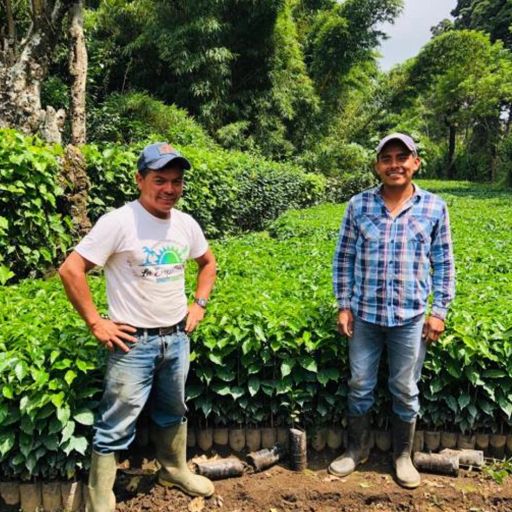 Guatemala Buena Vista Geisha