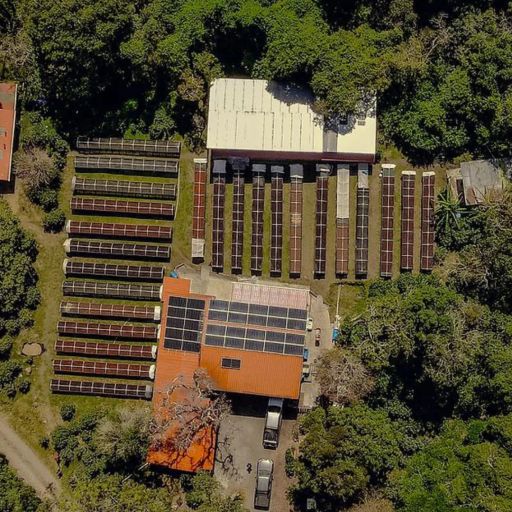 Panama - Damarli Estate - Bourbon Breeze Natural