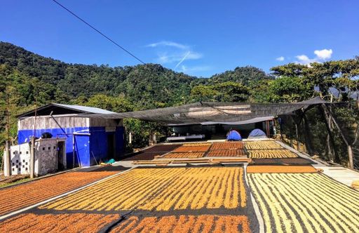 Finca Chelín Gesha Black Honey