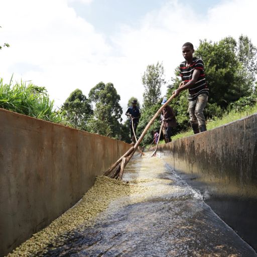 Kenya Nyeri Maganjo AA