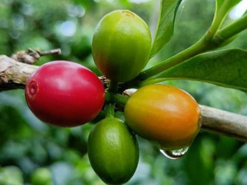 Finca Los Naranjos, El Salvador - Honey SL28 Carbonic Maceration